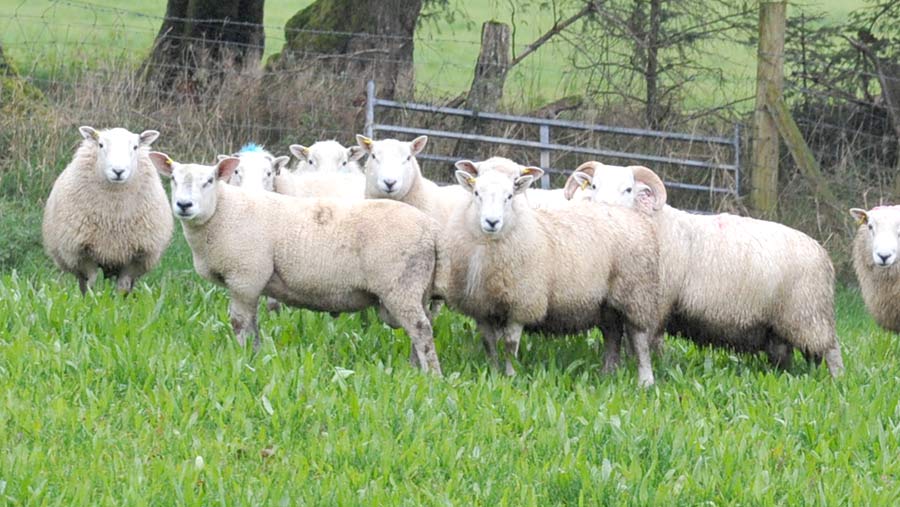 Ram lambs on herbal lays at Esgairllaethdy