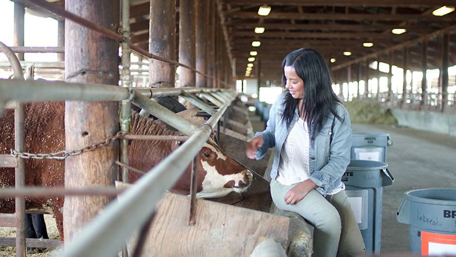 Liz Bonnin with cows going through a seaweed feed trial at UC Davis © Raw Factual Ltd 