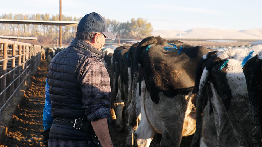 Worker with cattle on US dairy