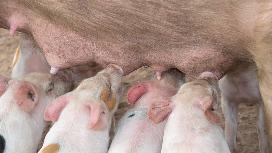 Best litter shop for pigs