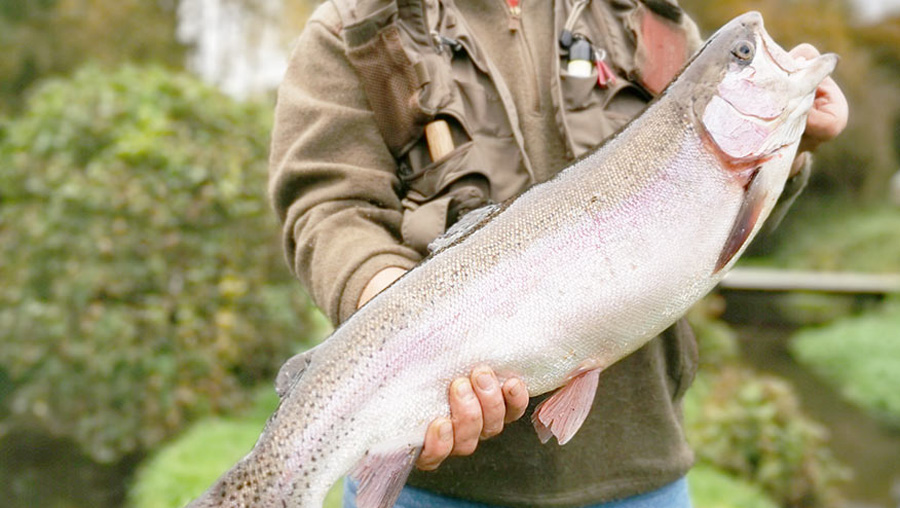 A rainbow trout at Manningford