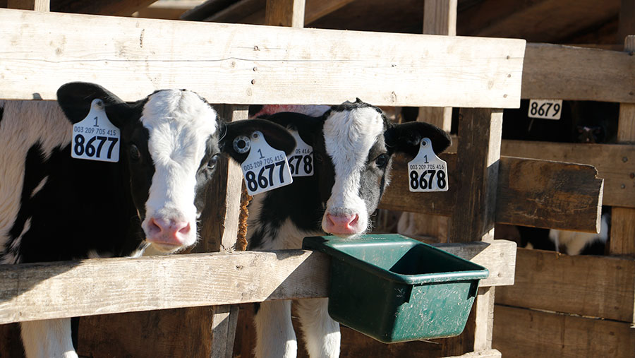 Dairy calves