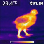 Thermal camera image of a chick