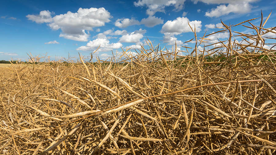 Oilseed rape ready for harvest