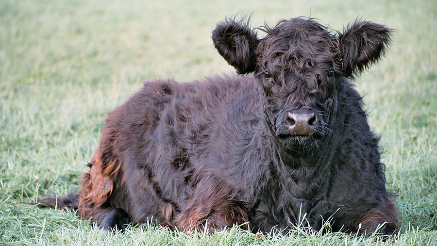 Belted Galloway calf