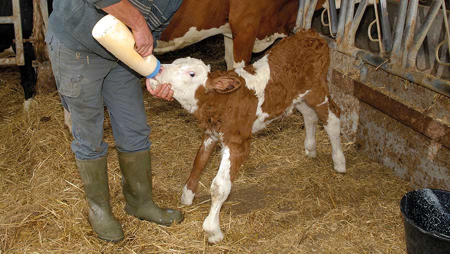 Guide To Feeding Newborn Calves Colostrum Farmers Weekly