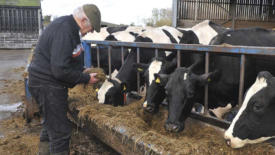 Hugo Edwards with cows eating silage