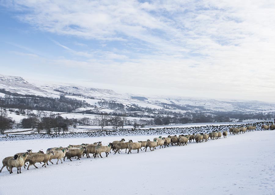 Queue of sheep in the snow