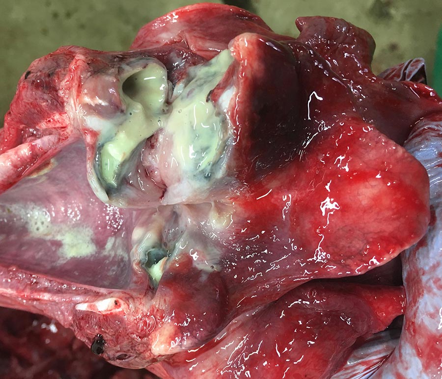 Laryngeal chondritis