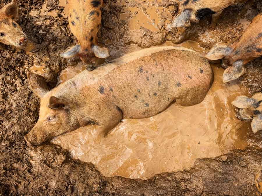 Tamworth pig in mud