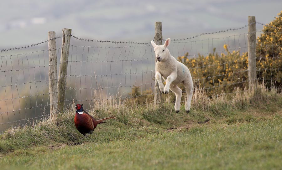 Lamb jumping with pheasant