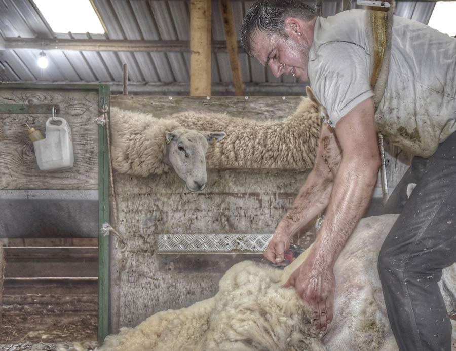 Farmer shearing sheep in barn