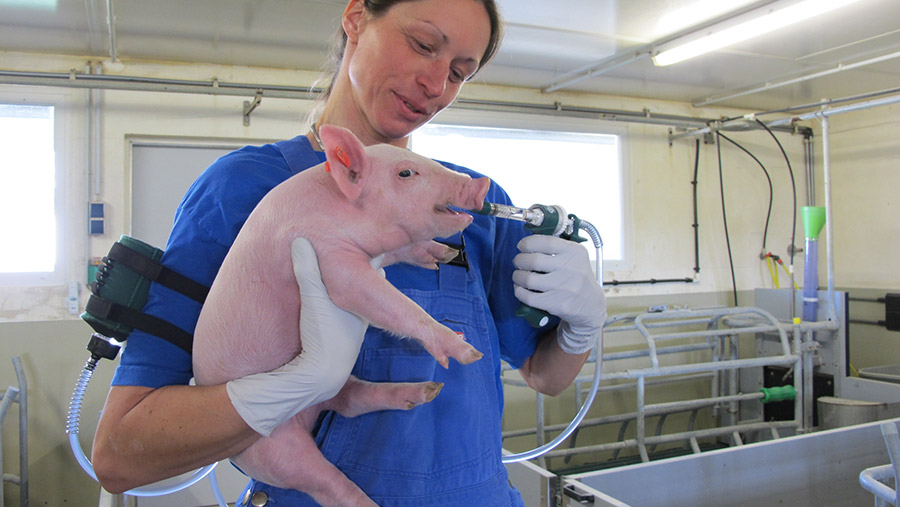 Vet vaccinating pig against salmonella