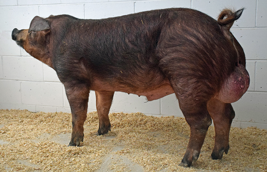 Stud boar in a straw pen