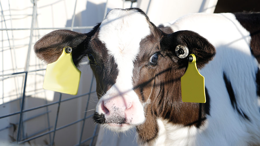 6 signs of pneumonia in calves to look out for - Farmers Weekly