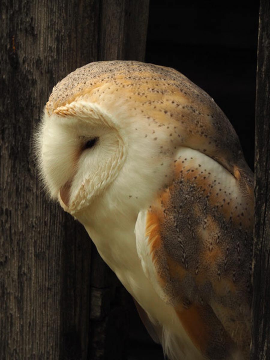 Barn owl