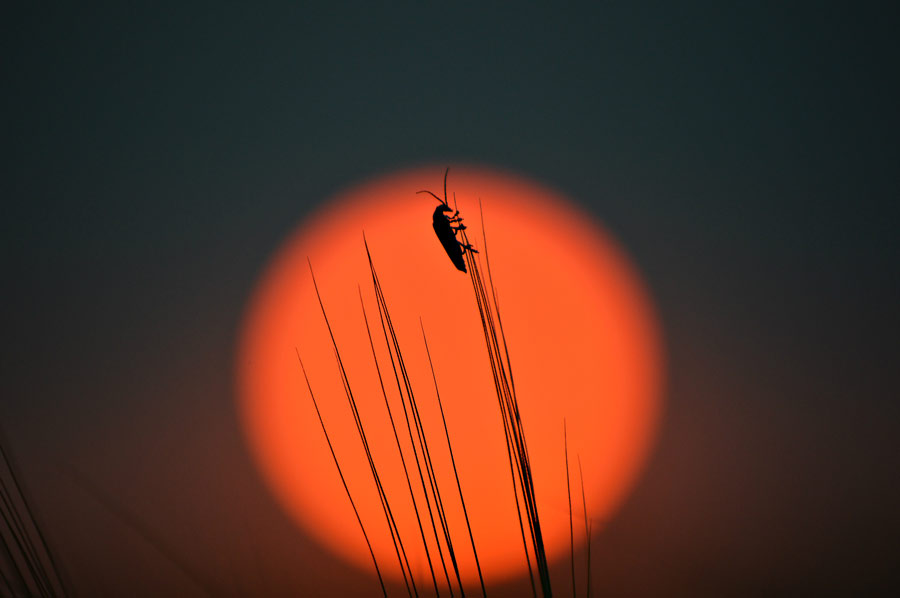 Insect on barley with sunset