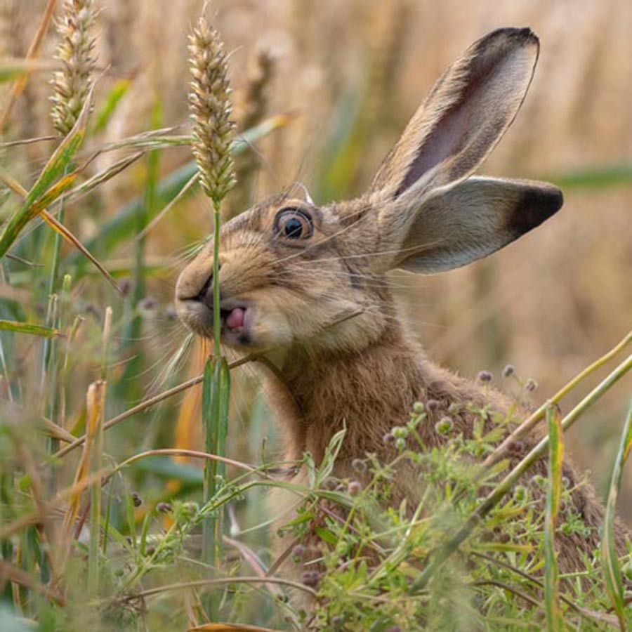 Hare nibbling on wheat in field