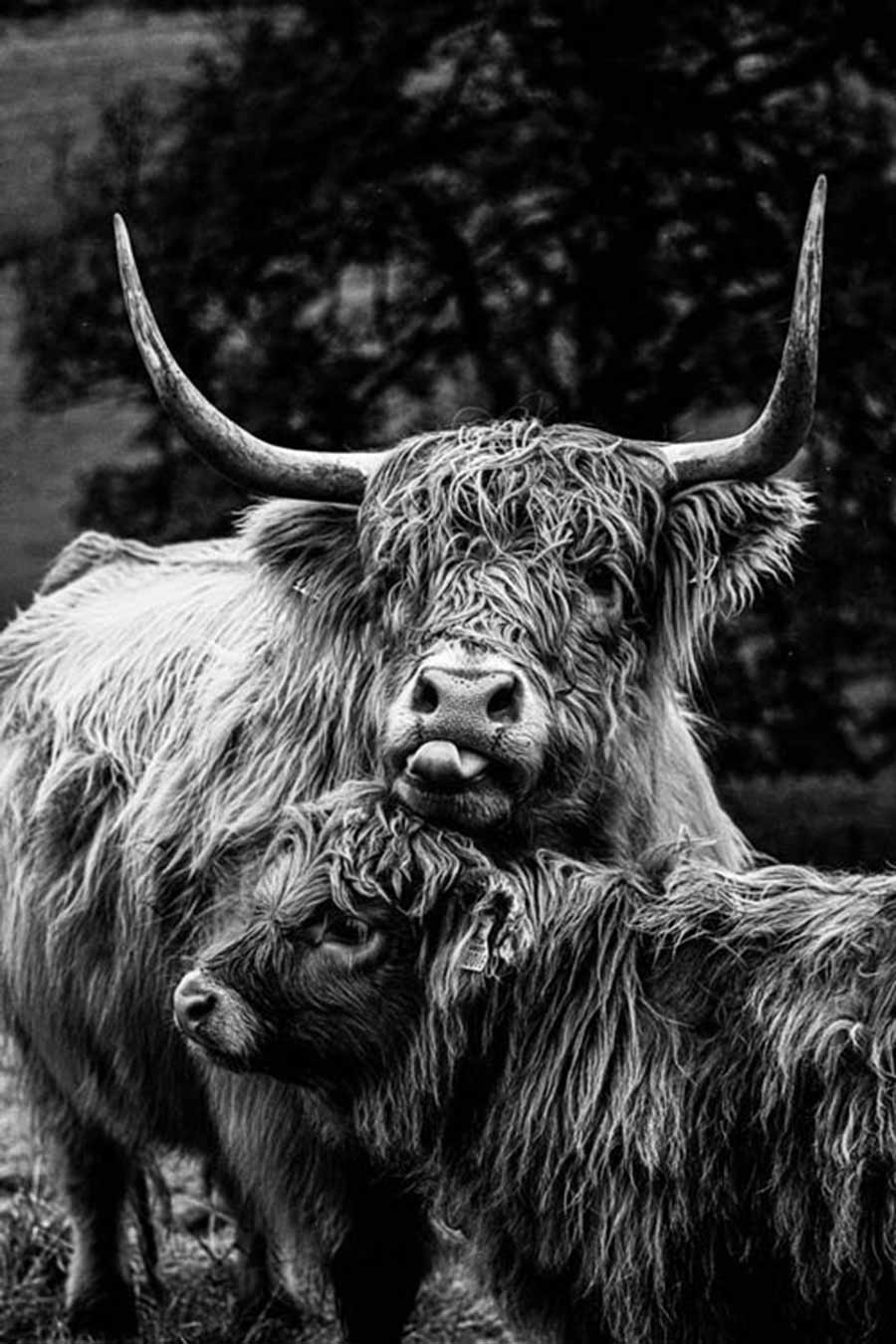 Highland cow with calf