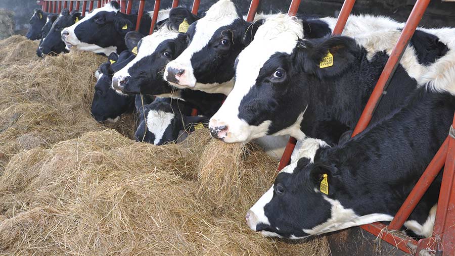 Youngstock eating silage at New Dairy