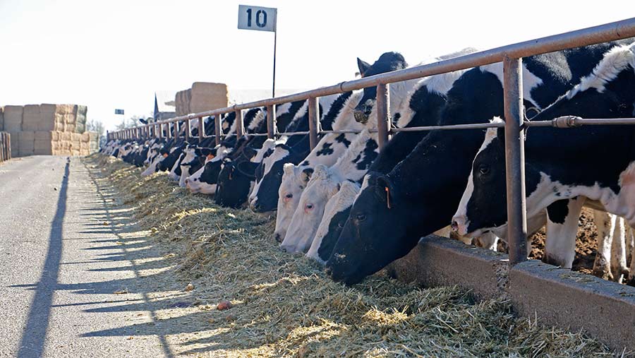 Dairy cows feeding on a US dairy farm