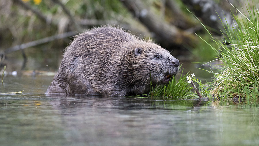 National Trust to reintroduce beavers despite farmer concerns - Farmers ...