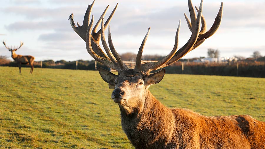 Stag in field