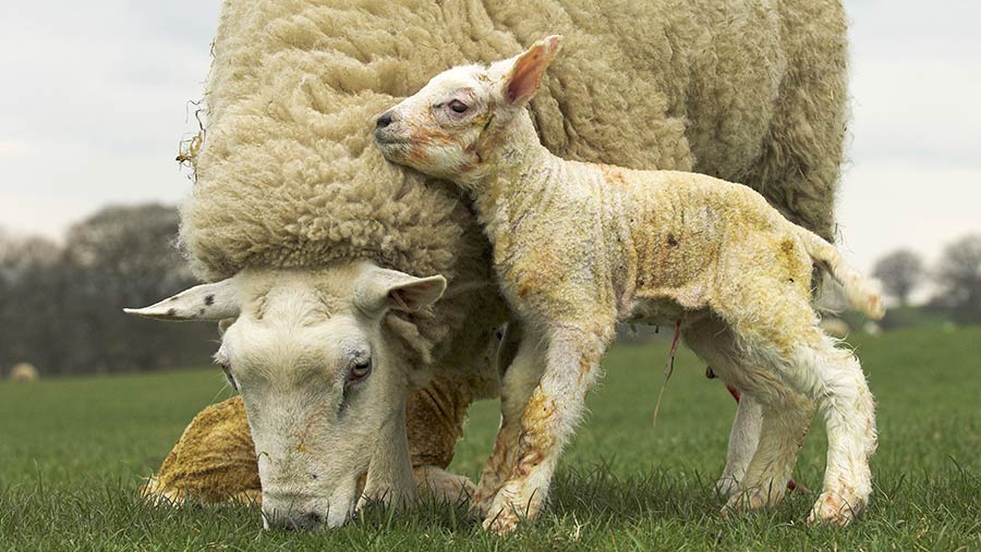 13 tips for lambing outdoors - Farmers Weekly