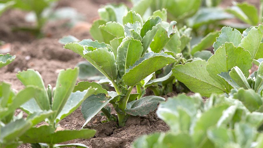 Spring beans © Tim Scrivener