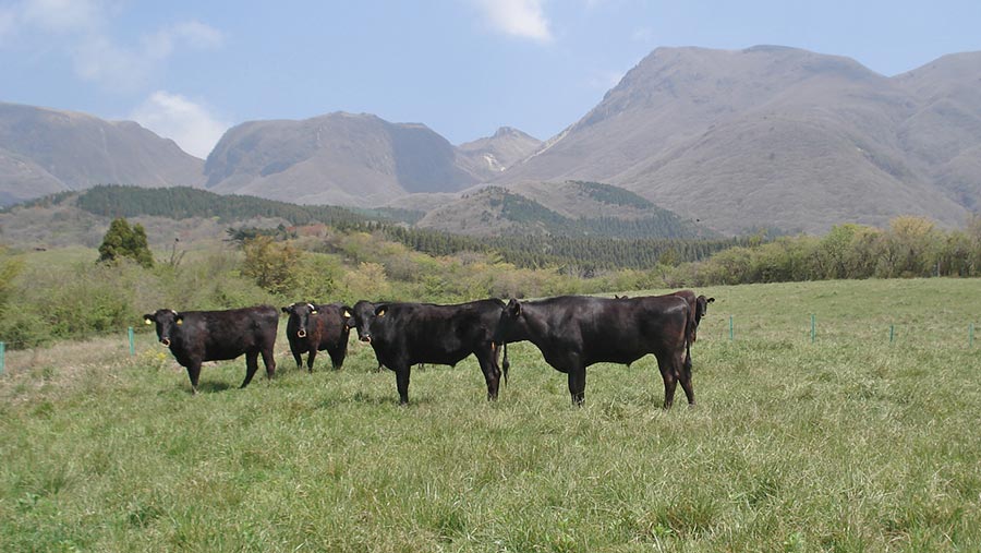 Waguy beef in field