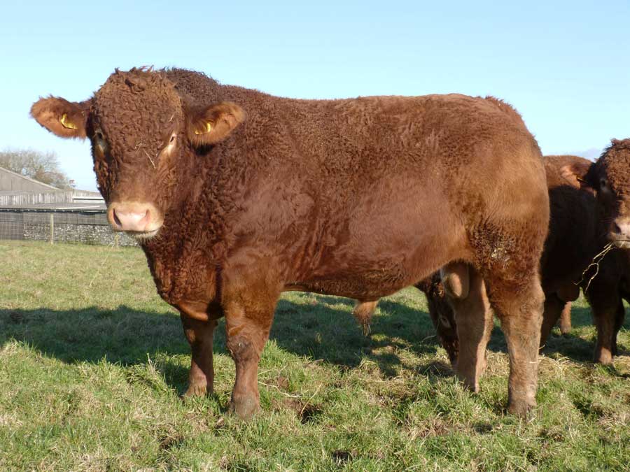 Red Angus bull at Trewit farm