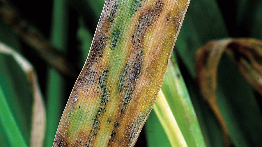 Septoria on a leaf