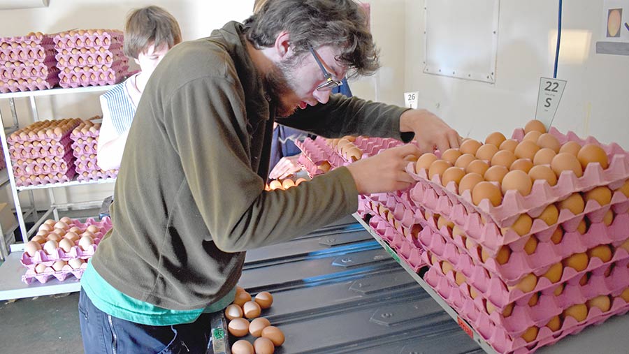 Man packing eggs into a crate