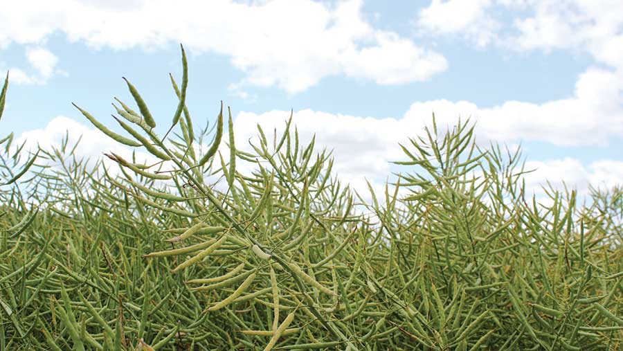 Crop of Acacia