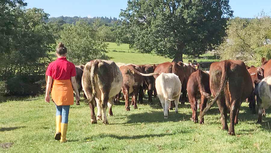 Woman walking with cows in field