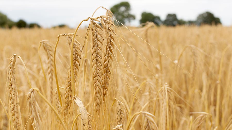 Field of ripe barley