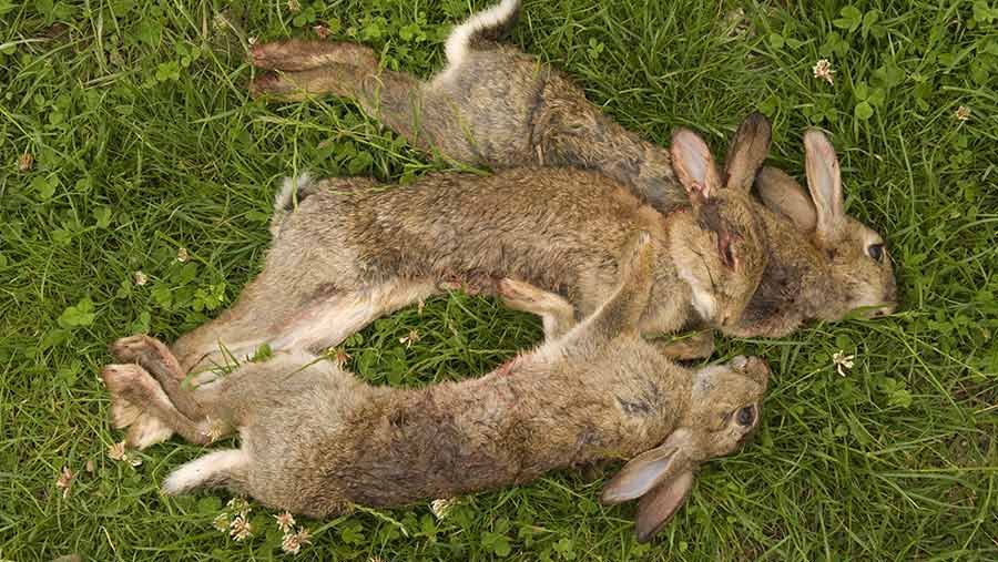 Poacher convicted for hunting rabbits with dogs on farmland - Farmers Weekly