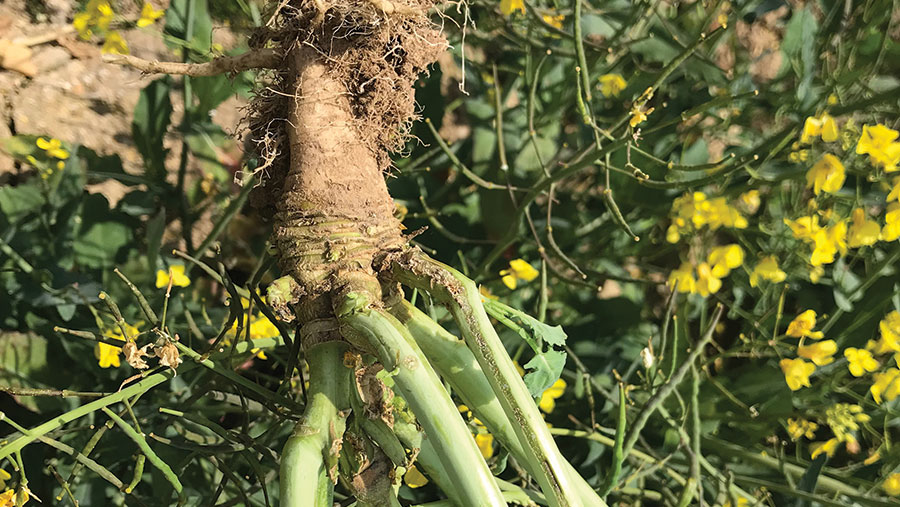 Defoliated oilseed rape plant