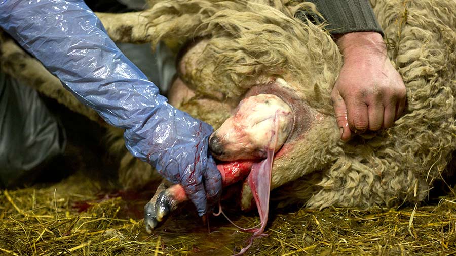 Lamb being born