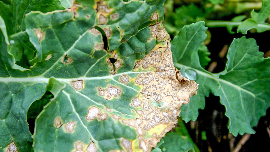 Phoma symptoms on OSR leaf © Martyn Cox/Blackthorn Arable