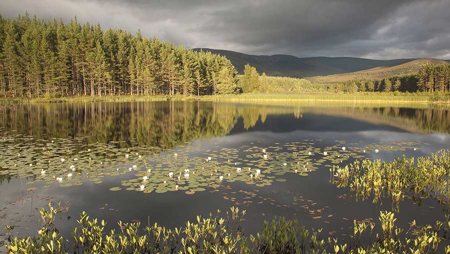 Glenfeshie estate