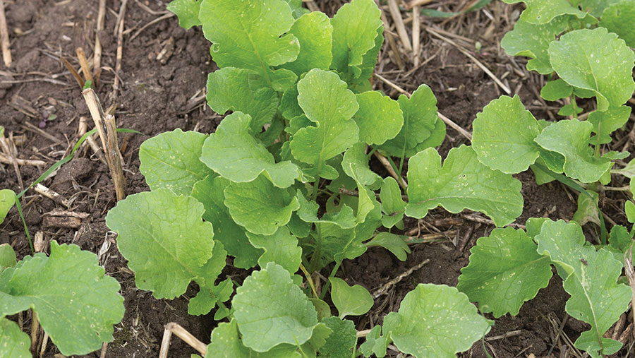 Radish cover crop