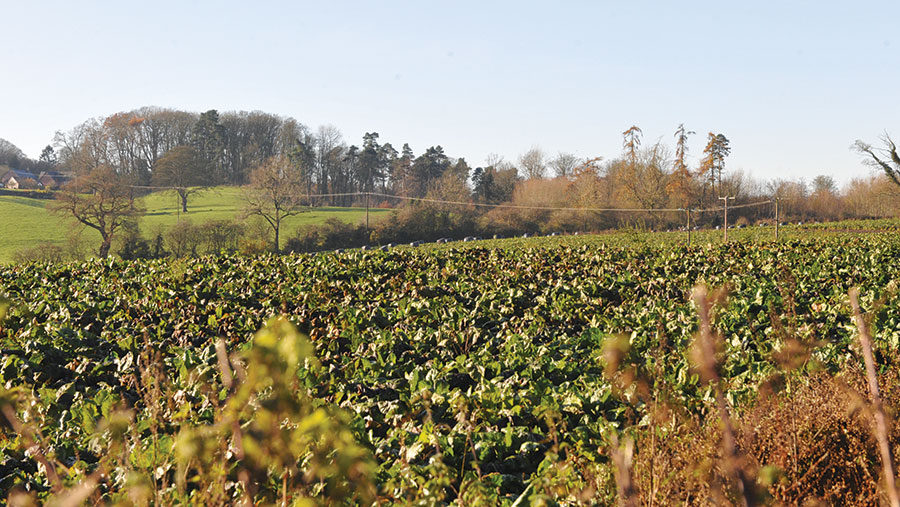 Fodder beet in field next to main road