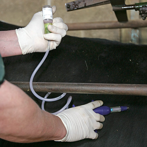 Gloved hands vaccinating a cow