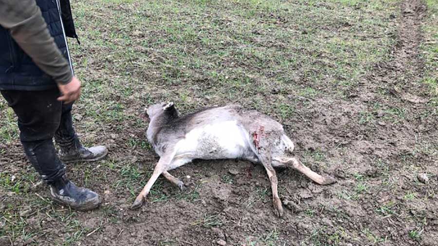 A deer carcass after the attack