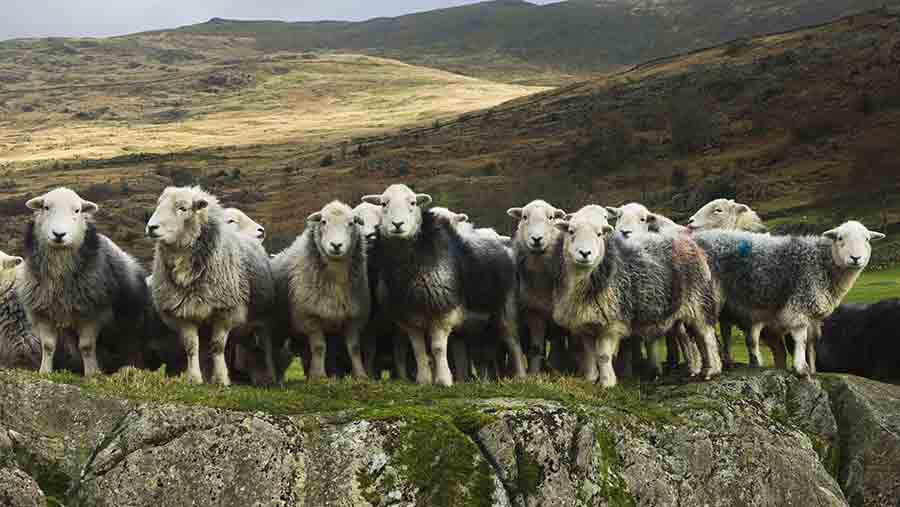 Sheep in the Lake District