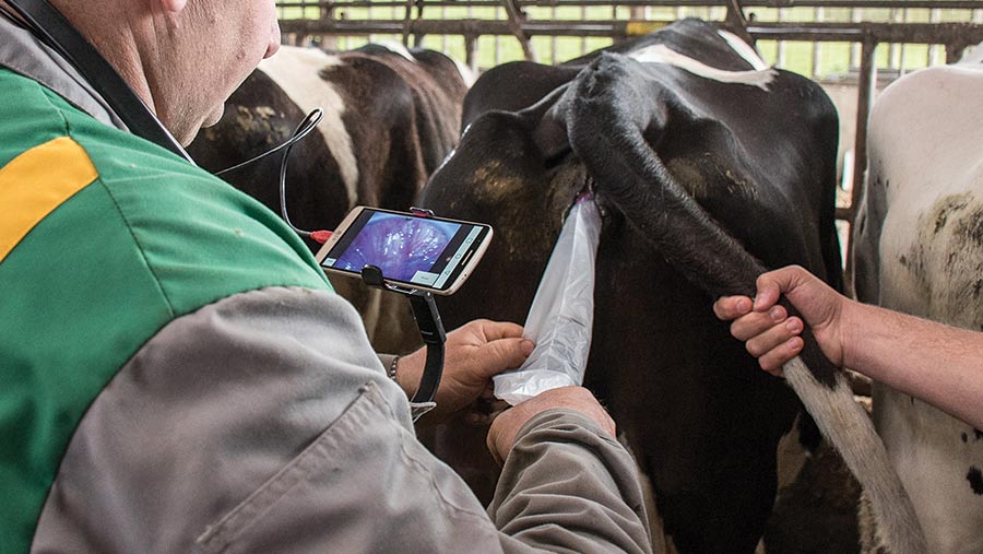 Man using IMV Technologies AlphaVision being used on cow