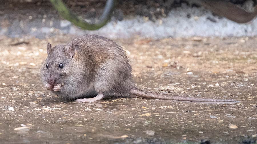 A rat in a farm yard