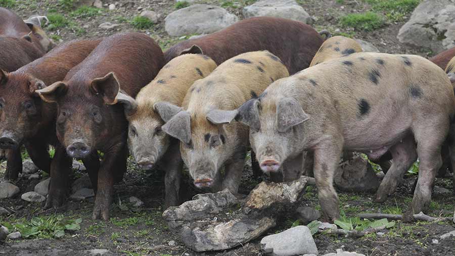 Pigs at Askham Farm