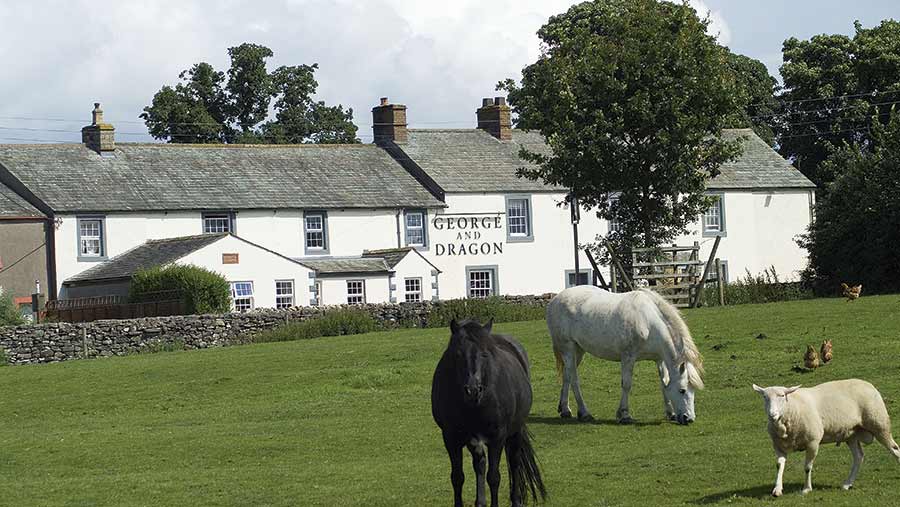 Horses and sheep in front of the George and Dragon pub